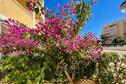 Butas Torrevieja, miniatiūra 12
