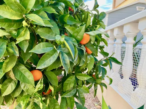 Vila Orihuela Costa, miniatiūra 5